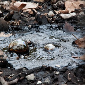 La Brea Tar Pits