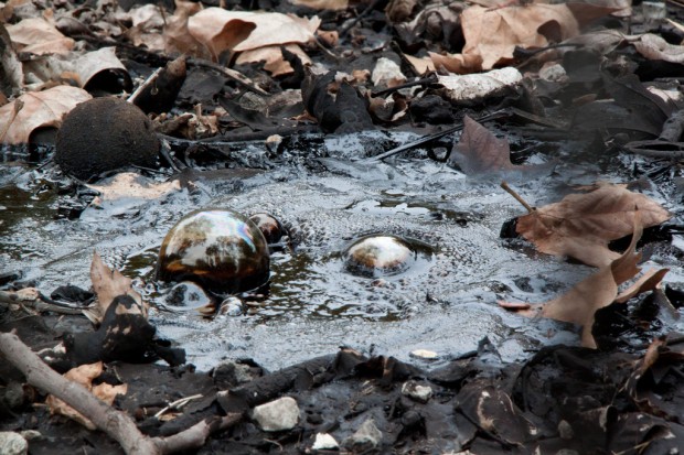 La Brea Tar Pits