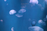 Santa Monica Pier Aquarium