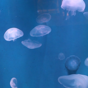 Santa Monica Pier Aquarium