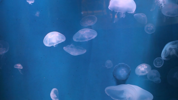 Santa Monica Pier Aquarium